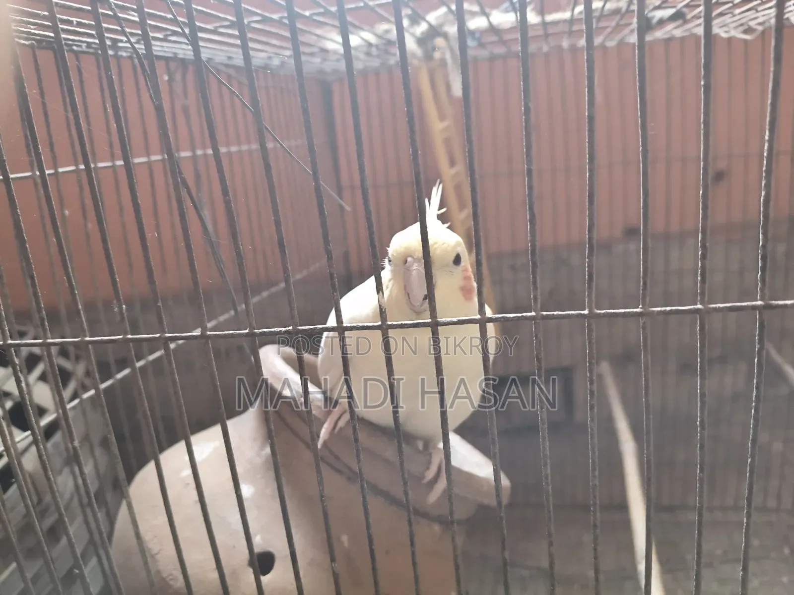 Birds for Sale