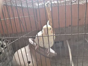 Birds for Sale