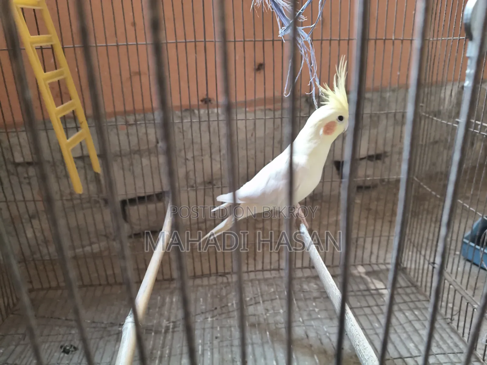 Birds for Sale