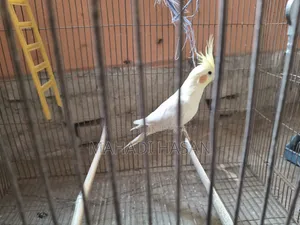Birds for Sale