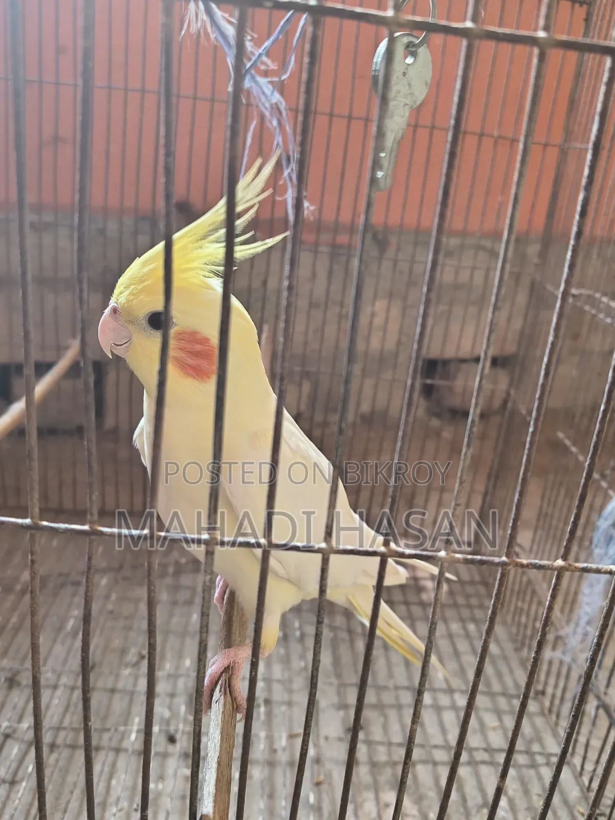 Birds for Sale