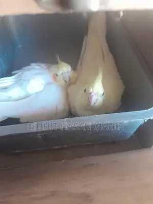 Lutino Cockatiel Breeding Pair for Sale.