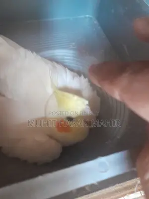 Lutino Cockatiel Breeding Pair for Sale.