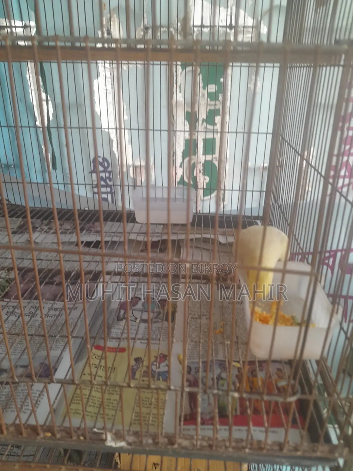 Lutino Cockatiel Breeding Pair for Sale.