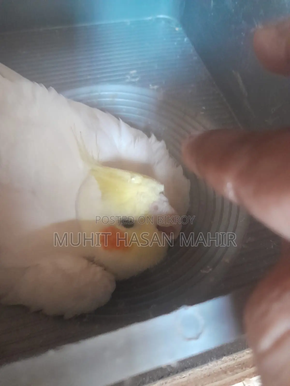 Lutino Cockatiel Breeding Pair for Sale.