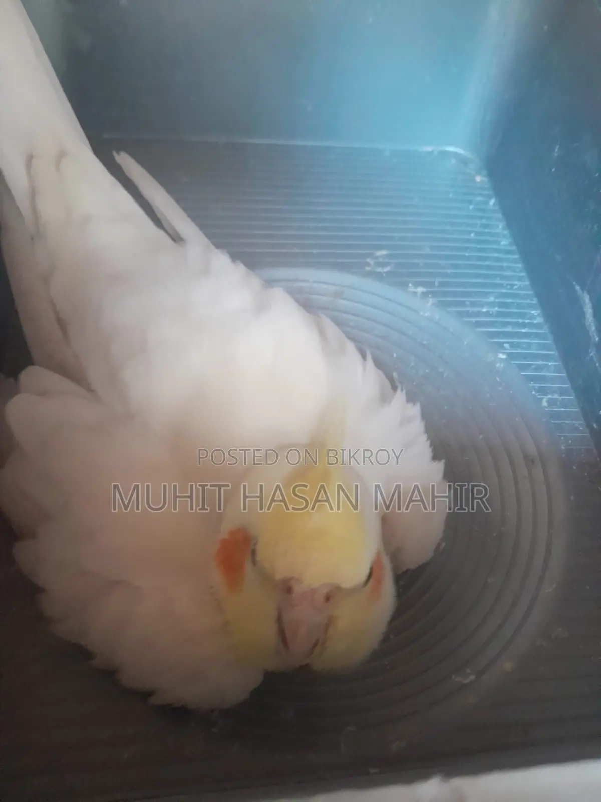 Lutino Cockatiel Breeding Pair for Sale.