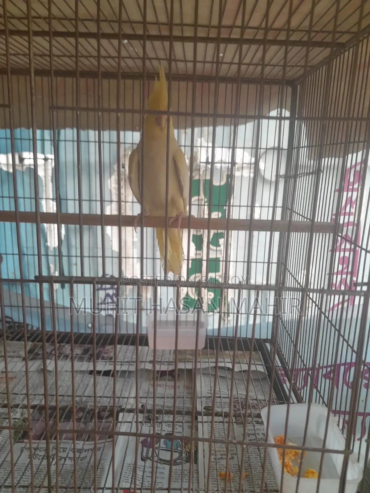 Lutino Cockatiel Breeding Pair for Sale.
