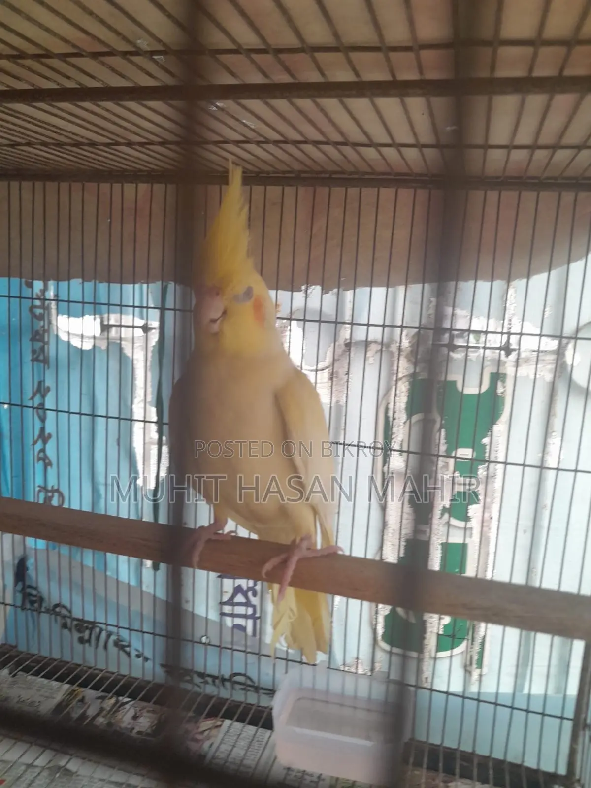Lutino Cockatiel Breeding Pair for Sale.