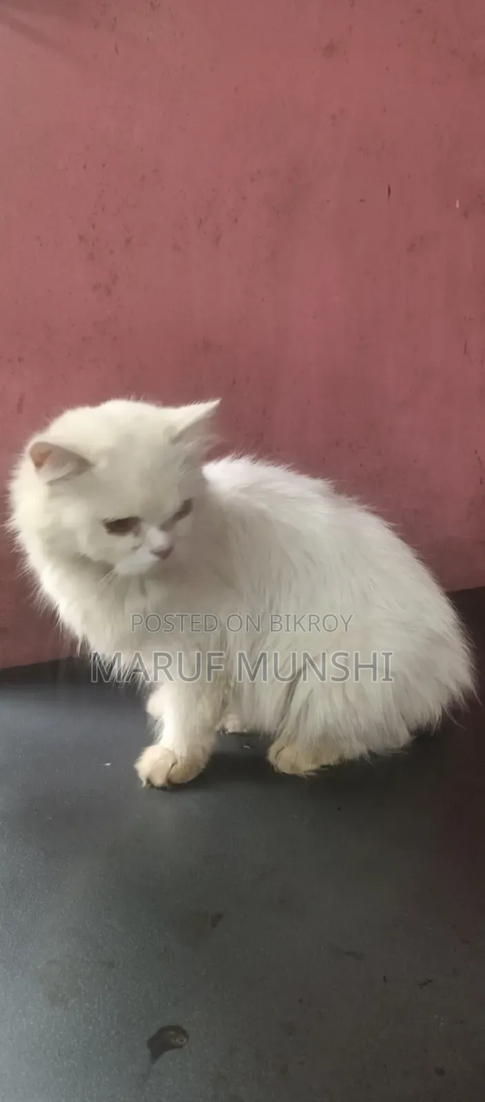 6-12 Months Female Purebred Persian Cat
