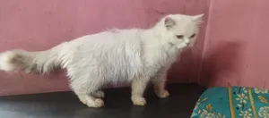 6-12 Months Female Purebred Persian Cat