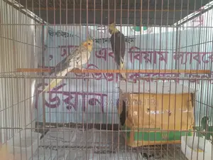Gray Perl Pide Cockatiel Breeding Pair for Sale.