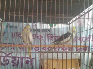 গ্রে পার্ল পাইড ককাটেল ব্রিডিং পেয়ার বিক্রির জন্য।