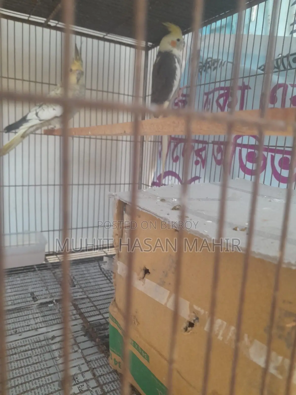 Gray Perl Pide Cockatiel Breeding Pair for Sale.