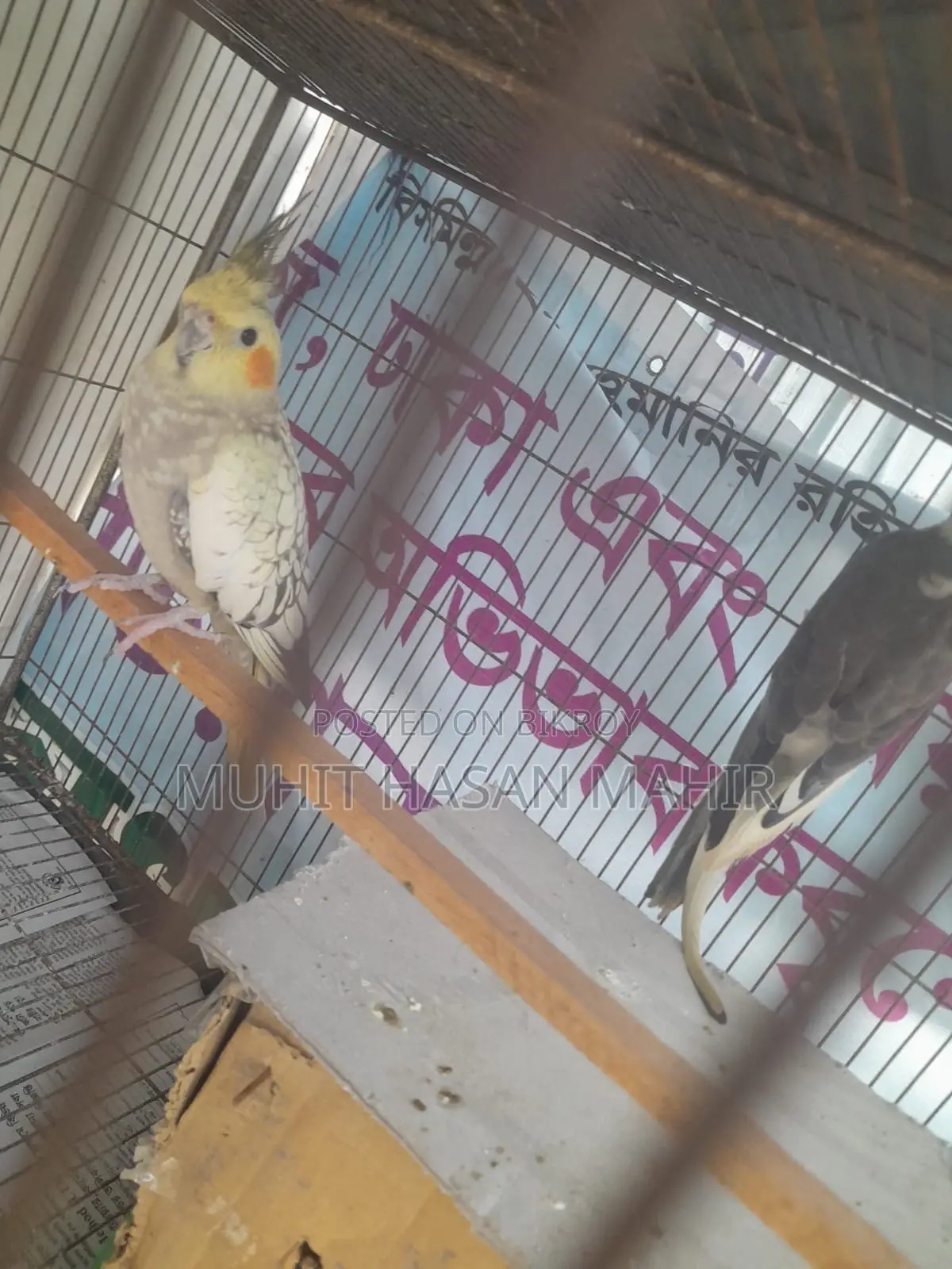 Gray Perl Pide Cockatiel Breeding Pair for Sale.