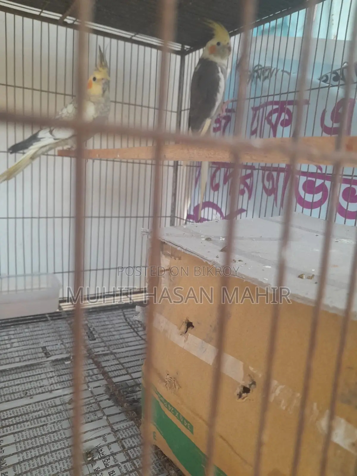 Gray Perl Pide Cockatiel Breeding Pair for Sale.
