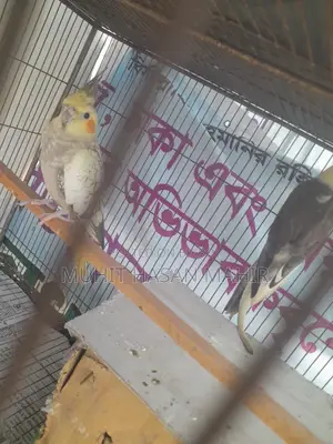 Gray Perl Pide Cockatiel Breeding Pair for Sale.