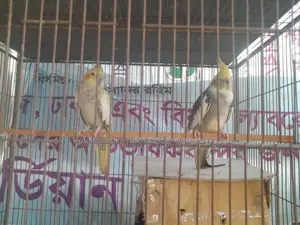 Gray Perl Pide Cockatiel Breeding Pair for Sale.