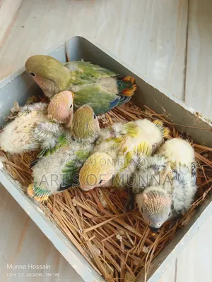 Love Bird Baby