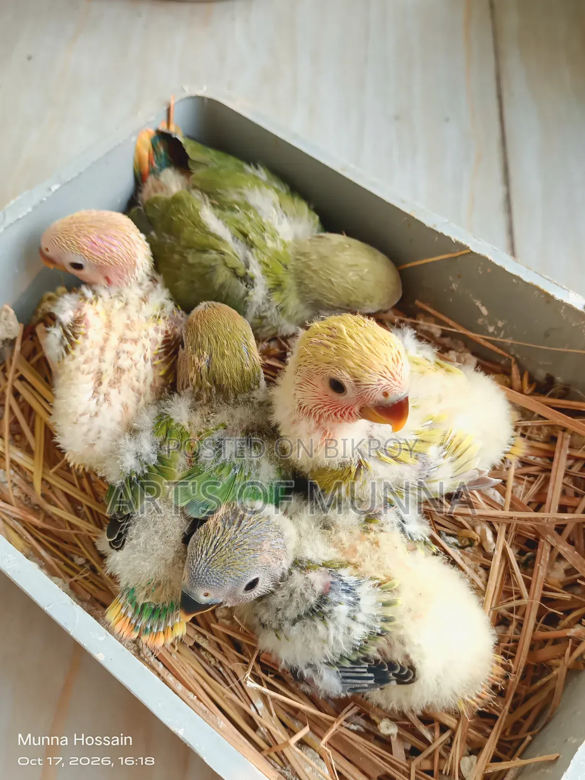 Love Bird Baby