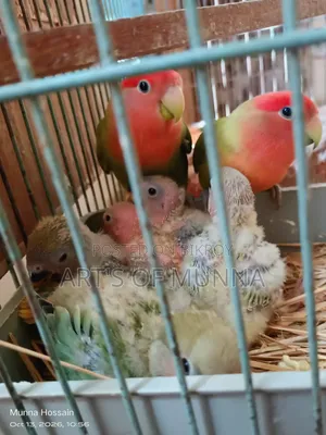 Love Bird Baby
