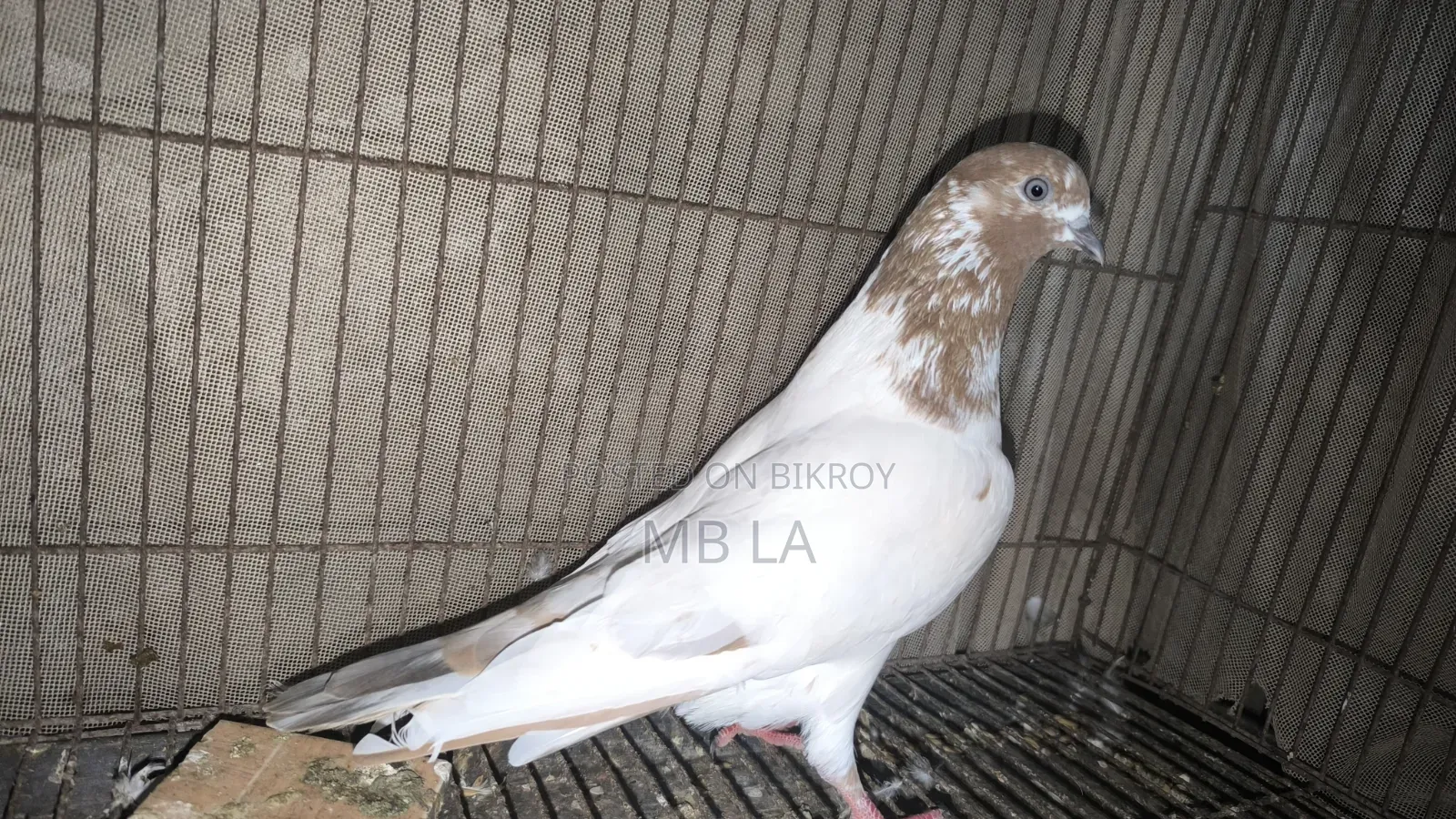 Giribaj Pigeon Female