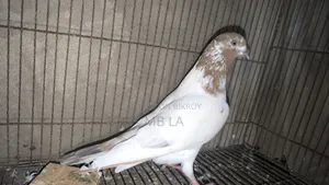 Giribaj Pigeon Female