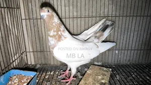Giribaj Pigeon Female