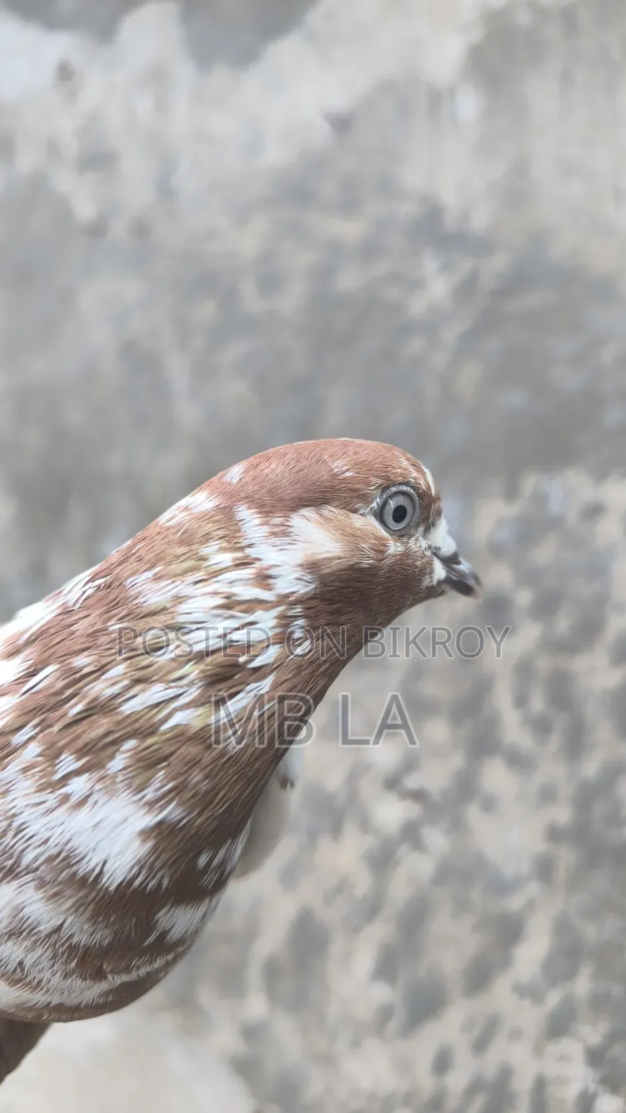 Giribaj Pigeon Female