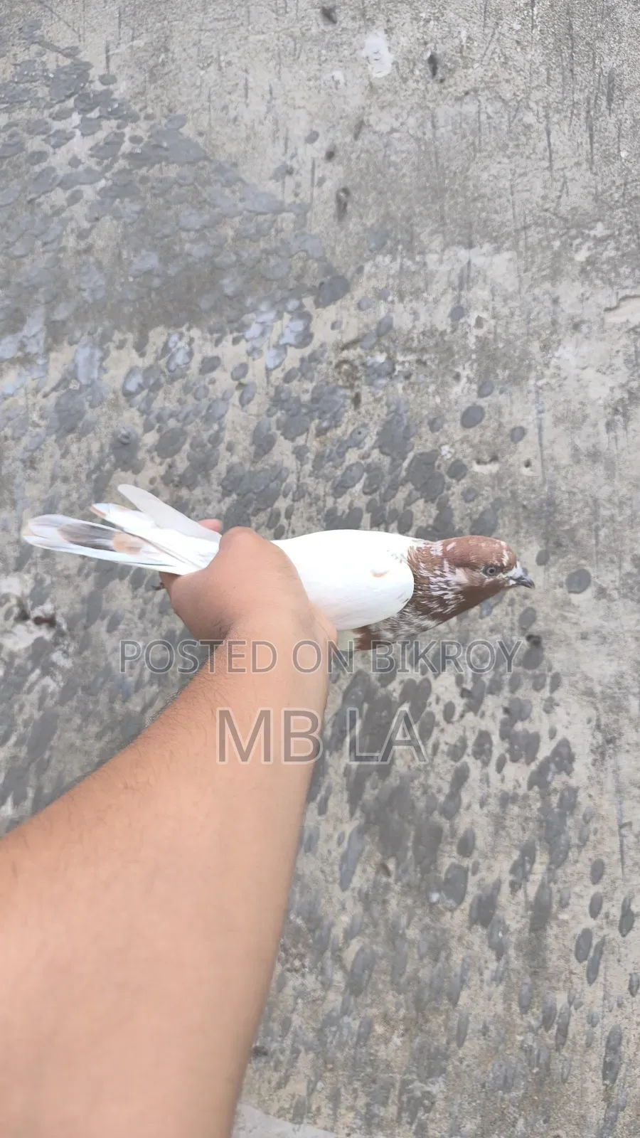 Giribaj Pigeon Female