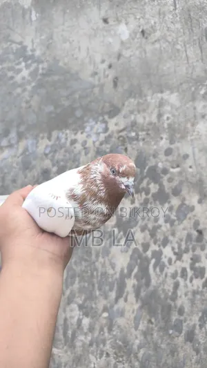 Giribaj Pigeon Female