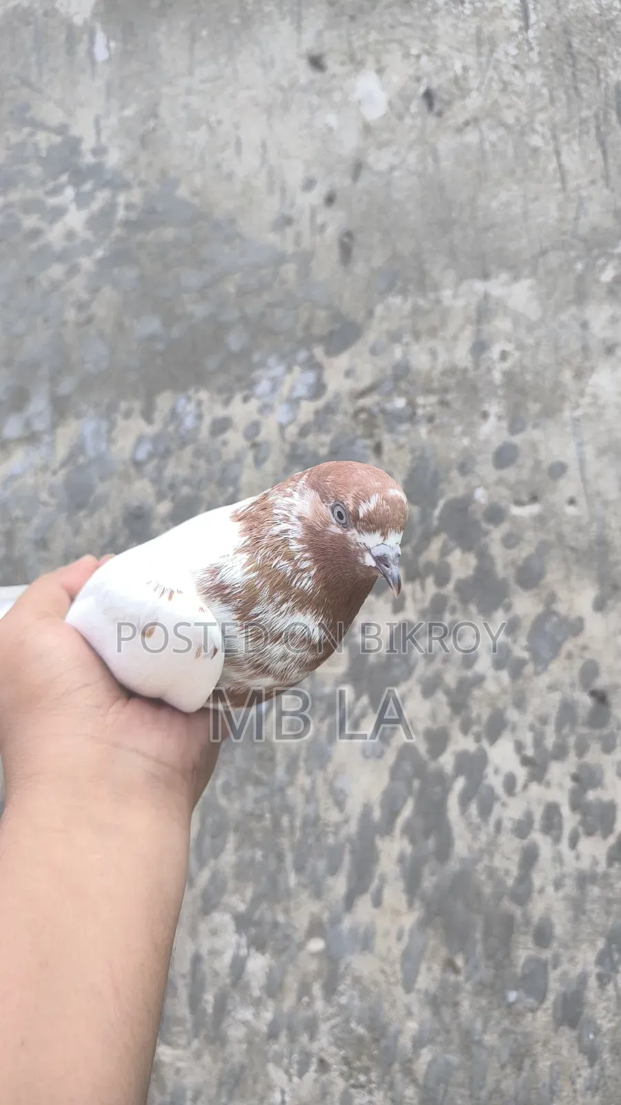 Giribaj Pigeon Female