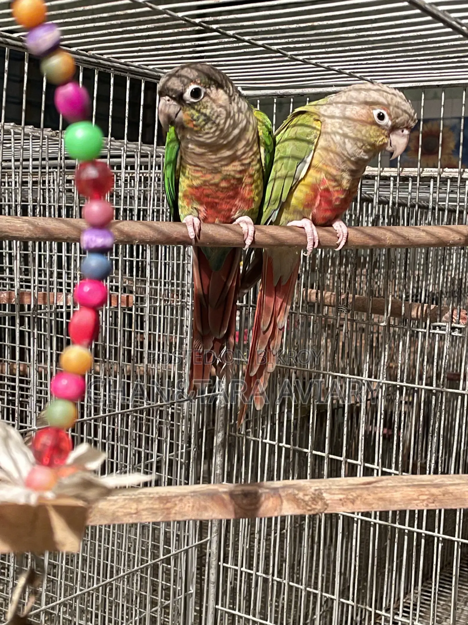 Green Check & Pineapple Conure Mixed Running Pair