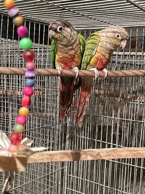 Green Check & Pineapple Conure Mixed Running Pair