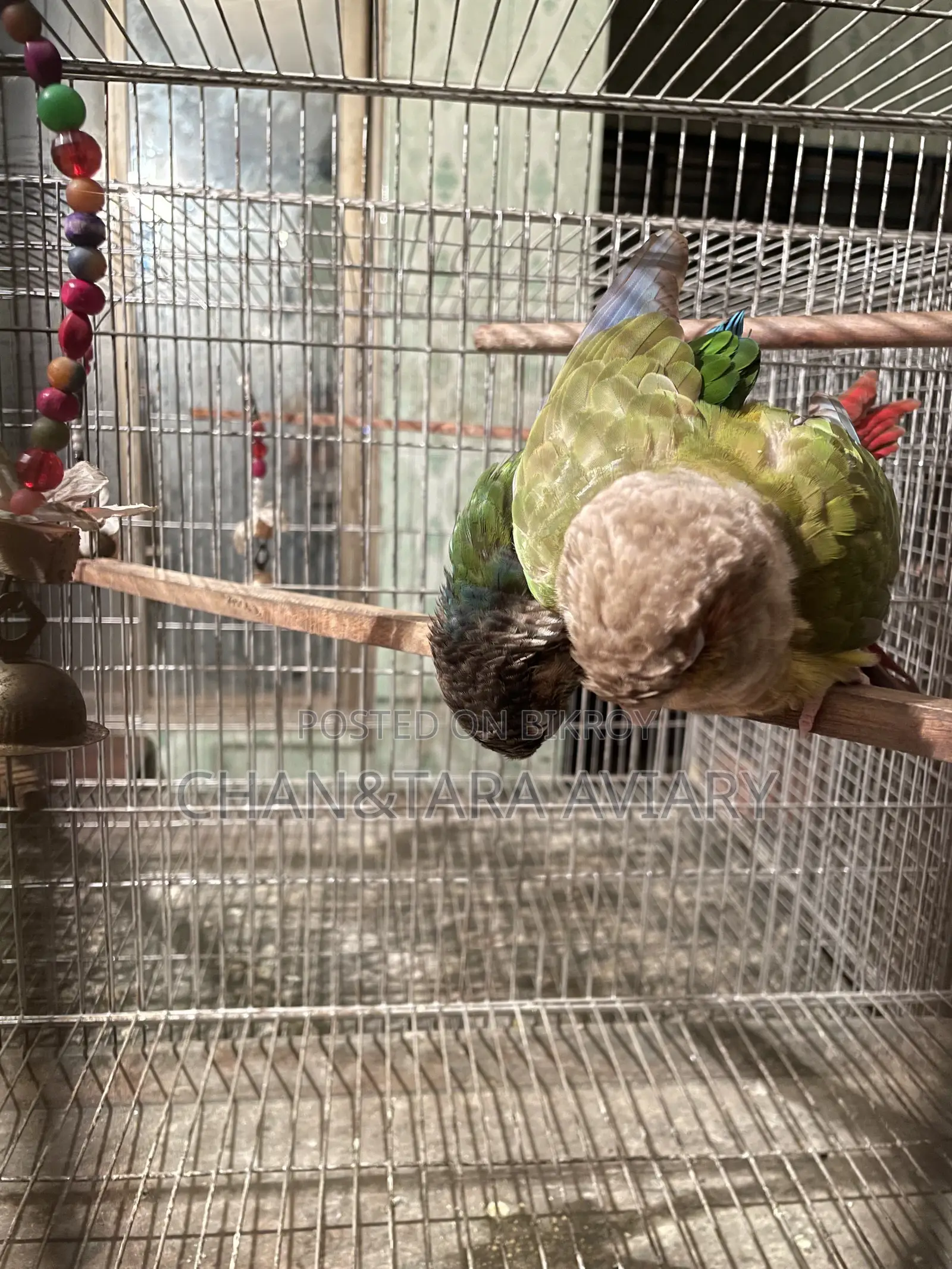 Green Check & Pineapple Conure Mixed Running Pair