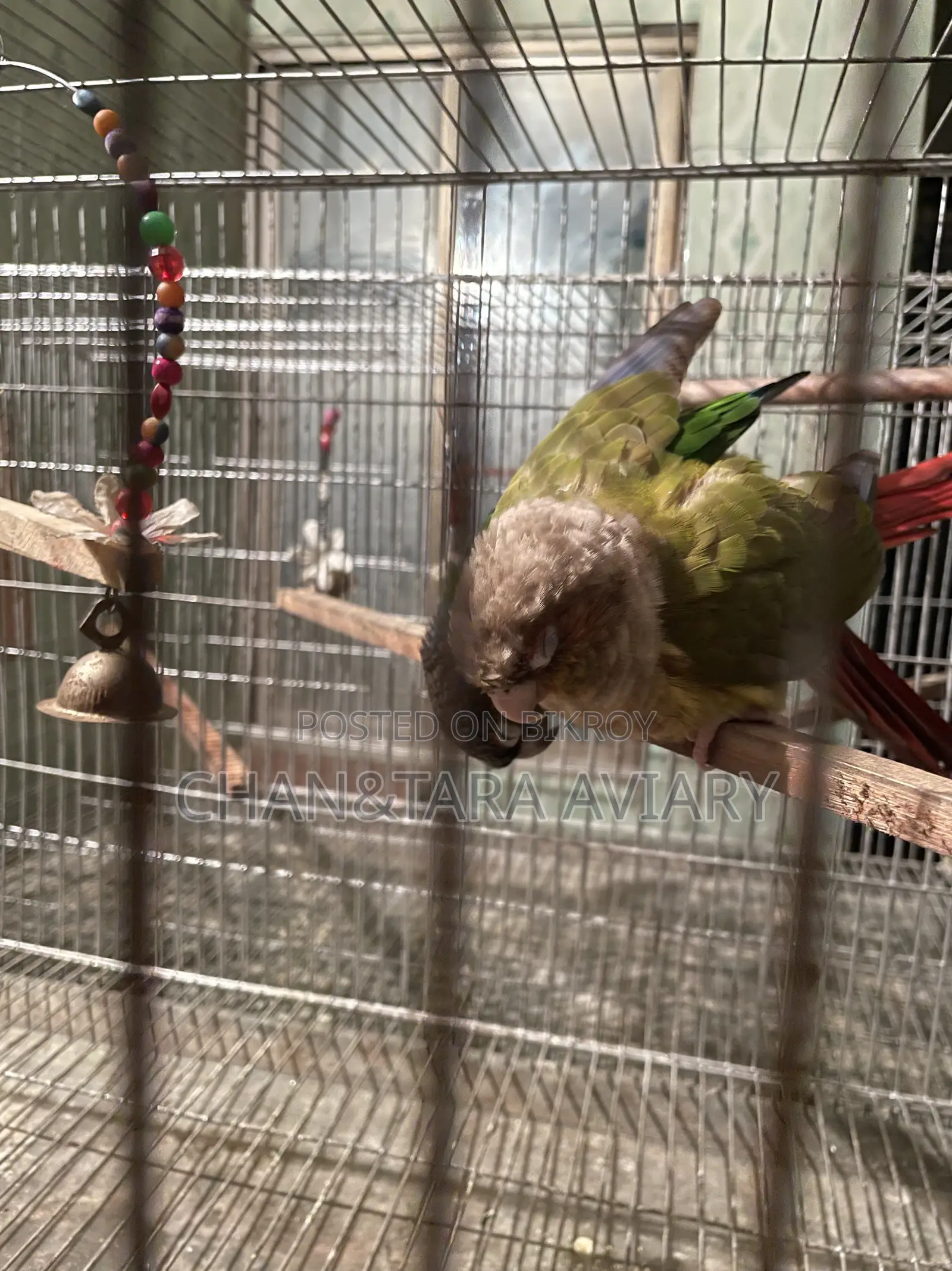 Green Check & Pineapple Conure Mixed Running Pair