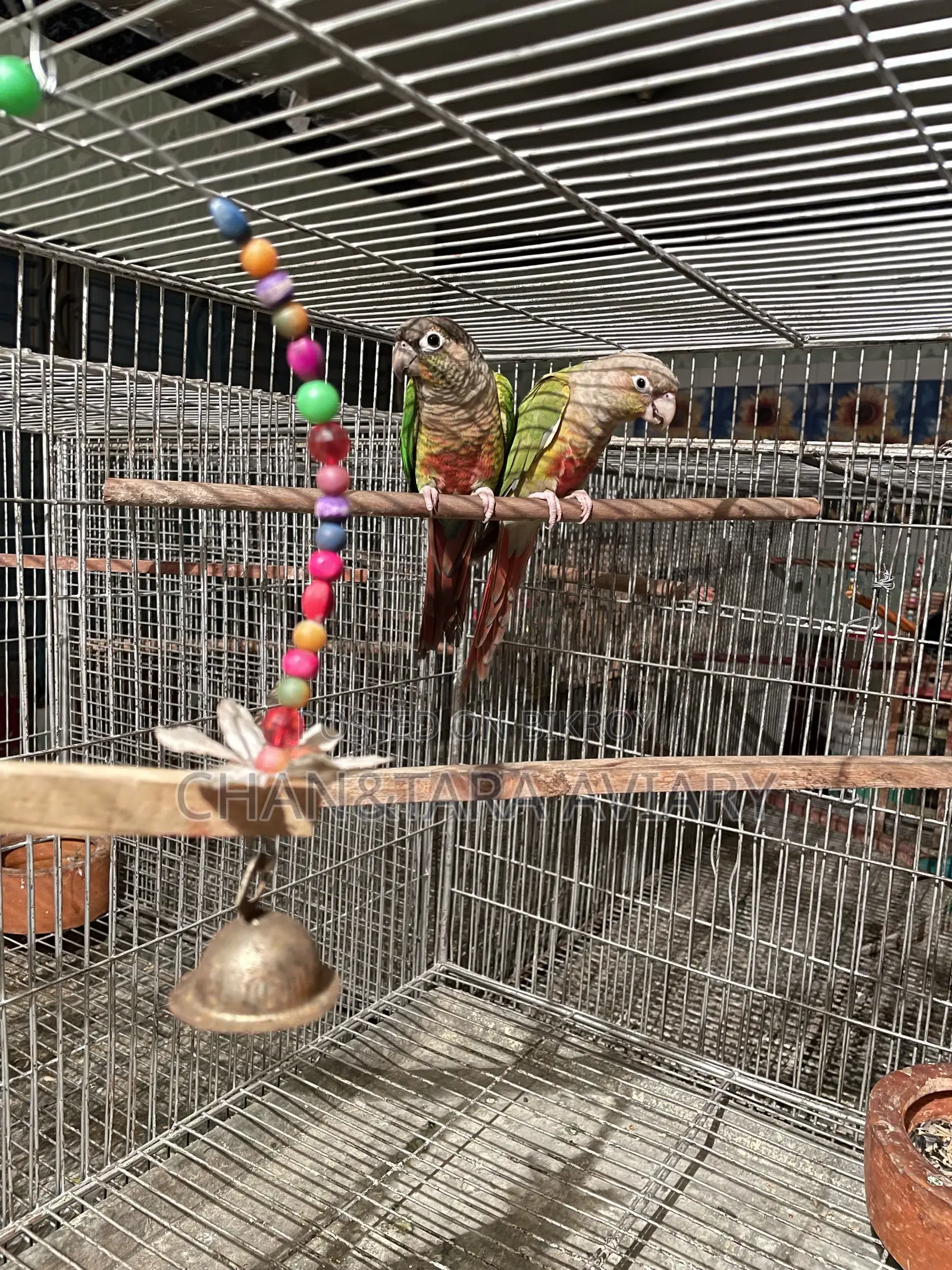 Green Check & Pineapple Conure Mixed Running Pair