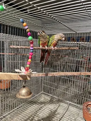 Green Check & Pineapple Conure Mixed Running Pair