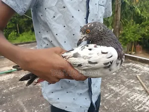 Good quality Giribaj male pigeon will be sold. Location: Sylhet, Dakshin Surma.