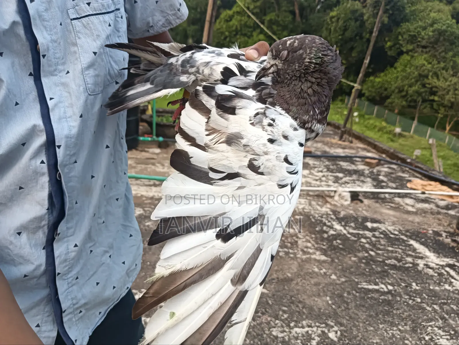 Good quality Giribaj male pigeon will be sold. Location: Sylhet, Dakshin Surma.