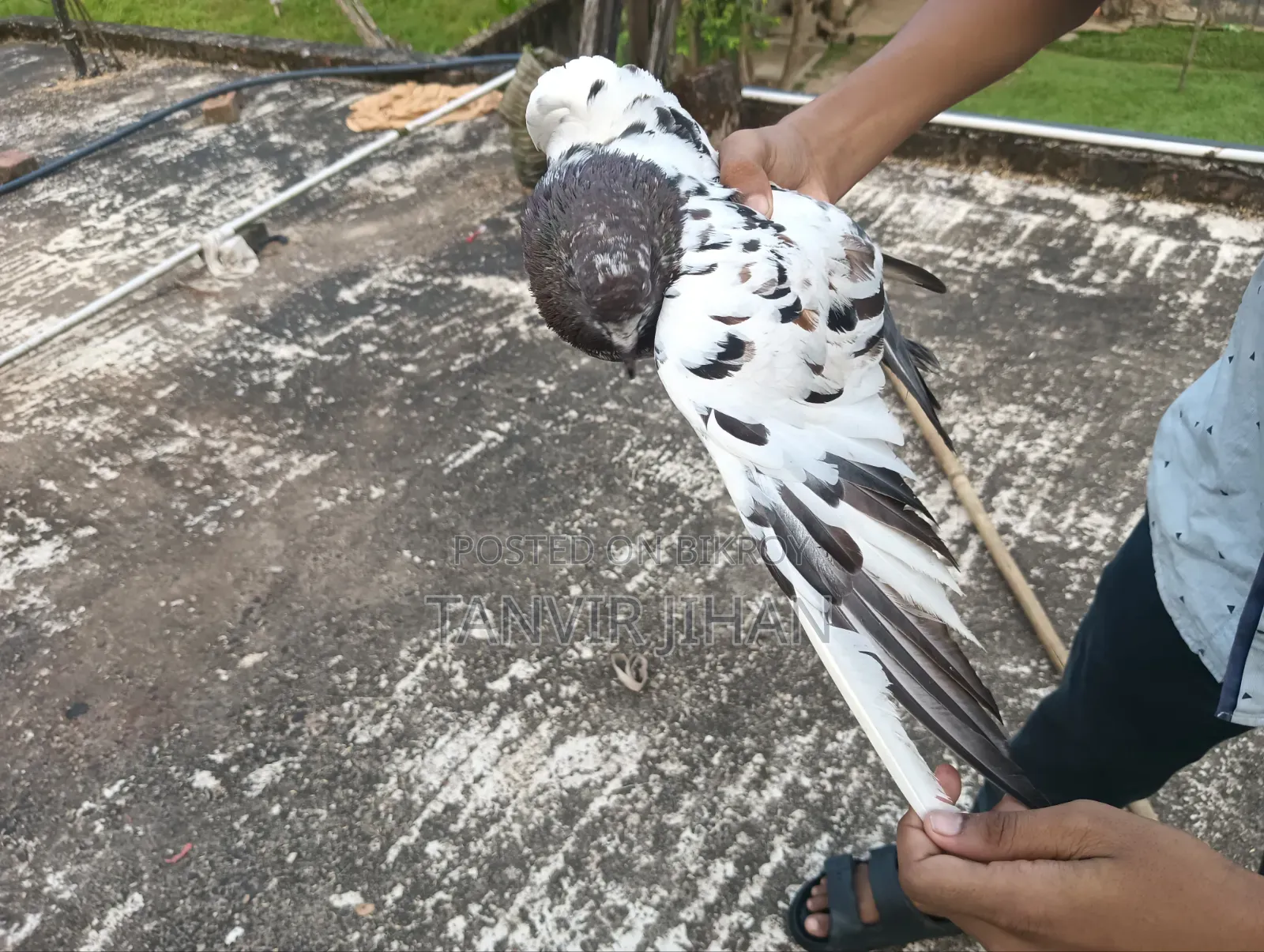 Good quality Giribaj male pigeon will be sold. Location: Sylhet, Dakshin Surma.