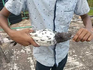 Good quality Giribaj male pigeon will be sold. Location: Sylhet, Dakshin Surma.