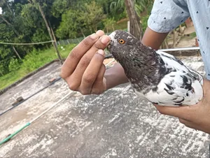 Good quality Giribaj male pigeon will be sold. Location: Sylhet, Dakshin Surma.