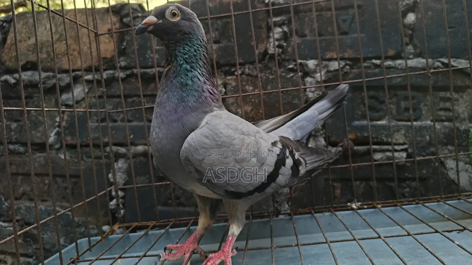 Sobji Madi Kobutor
