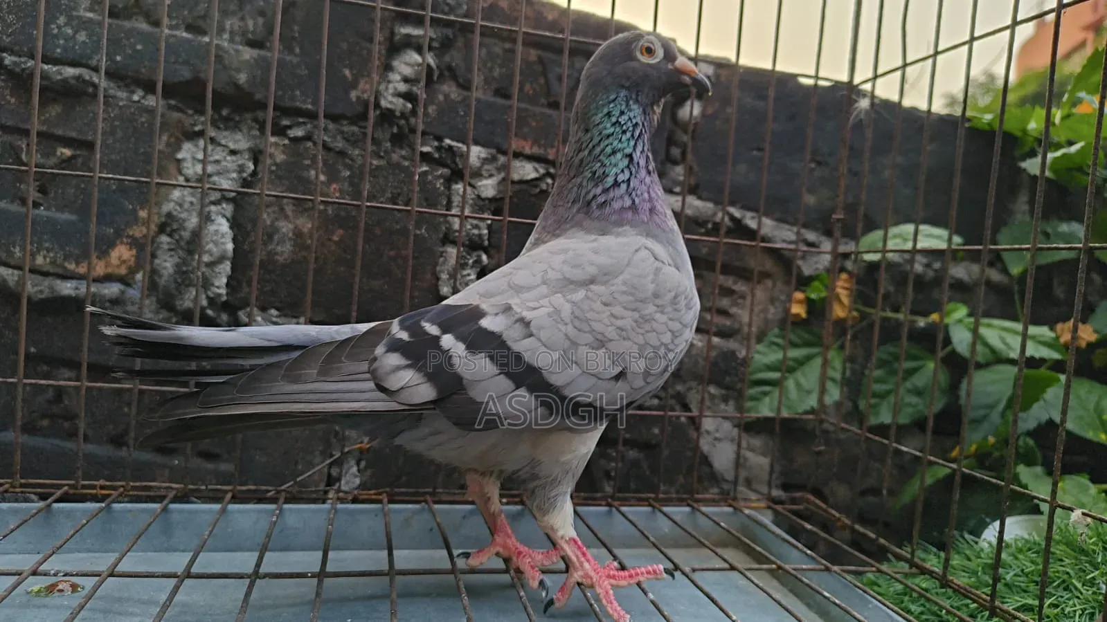 Sobji Madi Kobutor