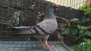 Sobji Madi Kobutor