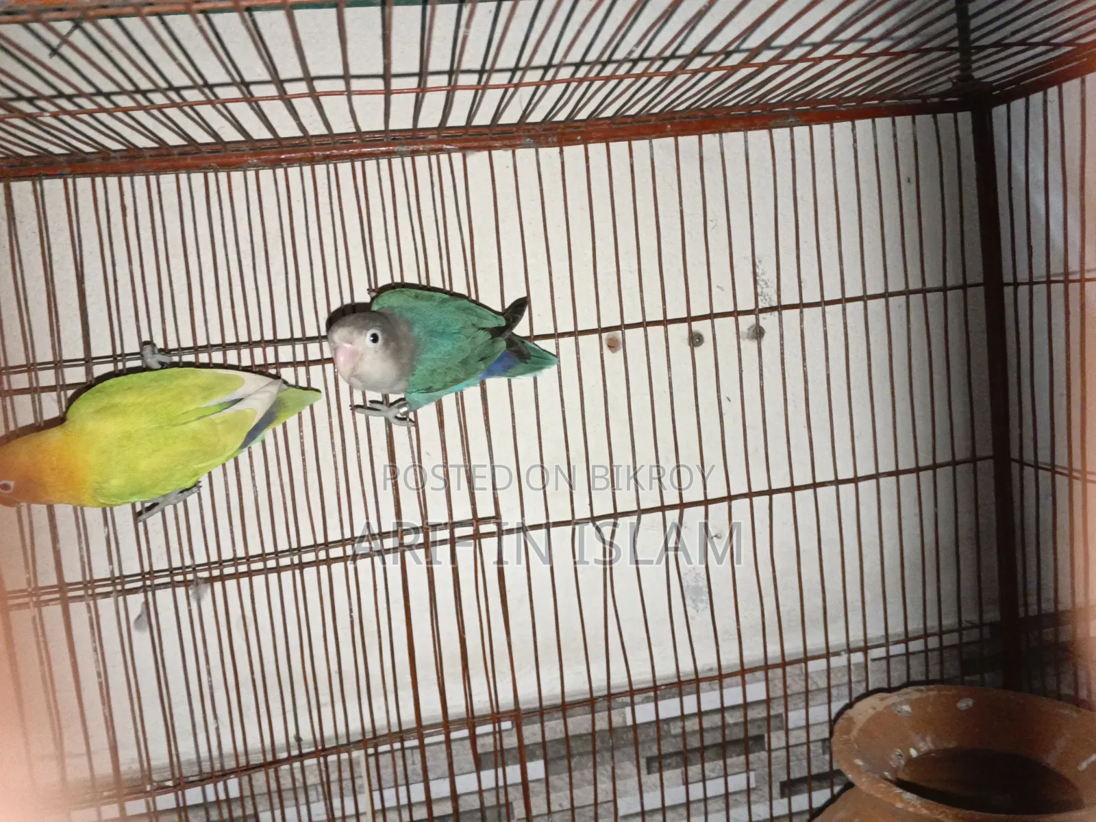 Lovebird with eggs, laid two eggs, completely healthy