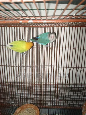 Lovebird with eggs, laid two eggs, completely healthy