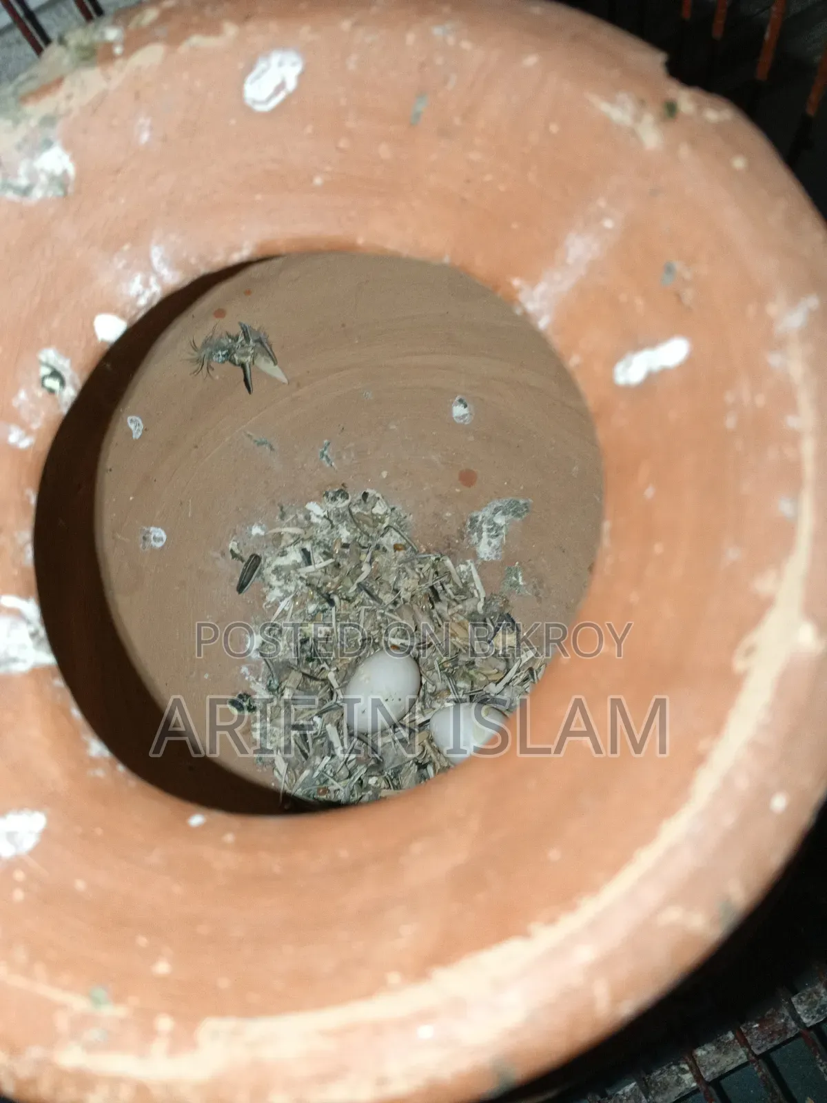 Lovebird with eggs, laid two eggs, completely healthy