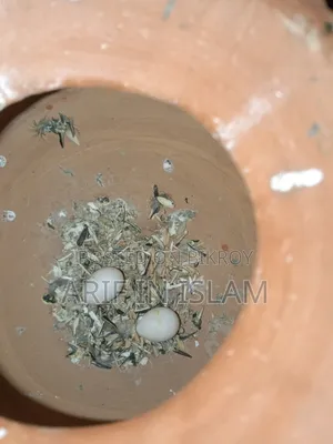 লাভ বার্ড দুই ভাই ডিম বাচ্চা করছে বর্তমানে ডিম নিয়ে আছে একদম সুস্থ