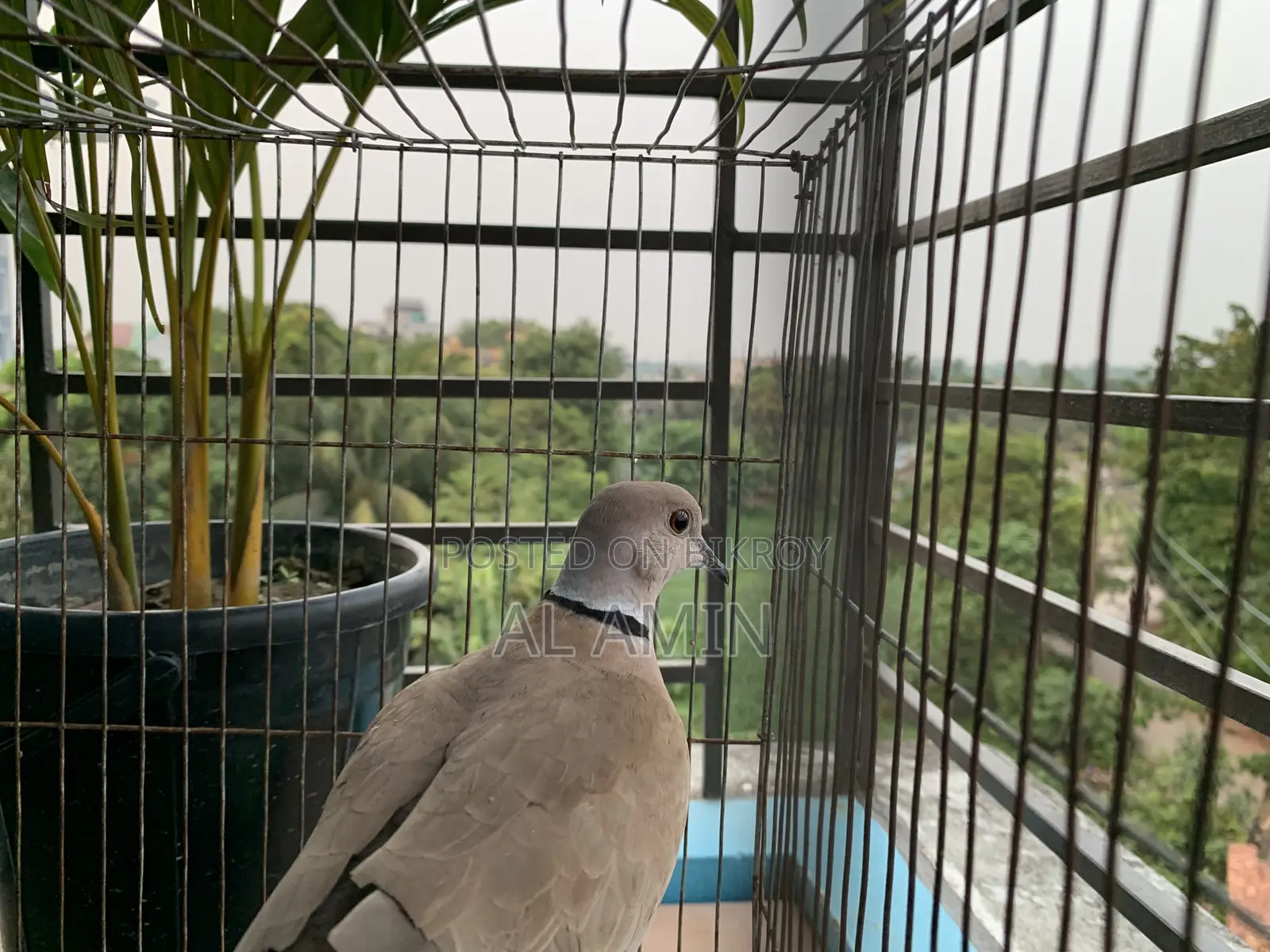 Australian GuGu
